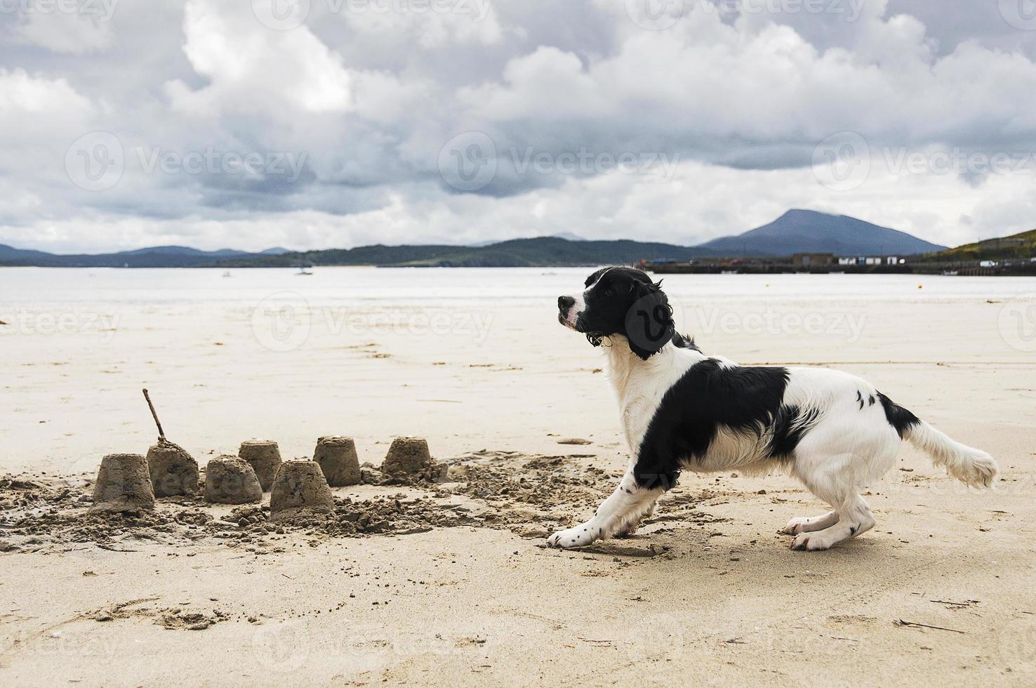 spaniel hond spelen op donegal, ierland strand foto