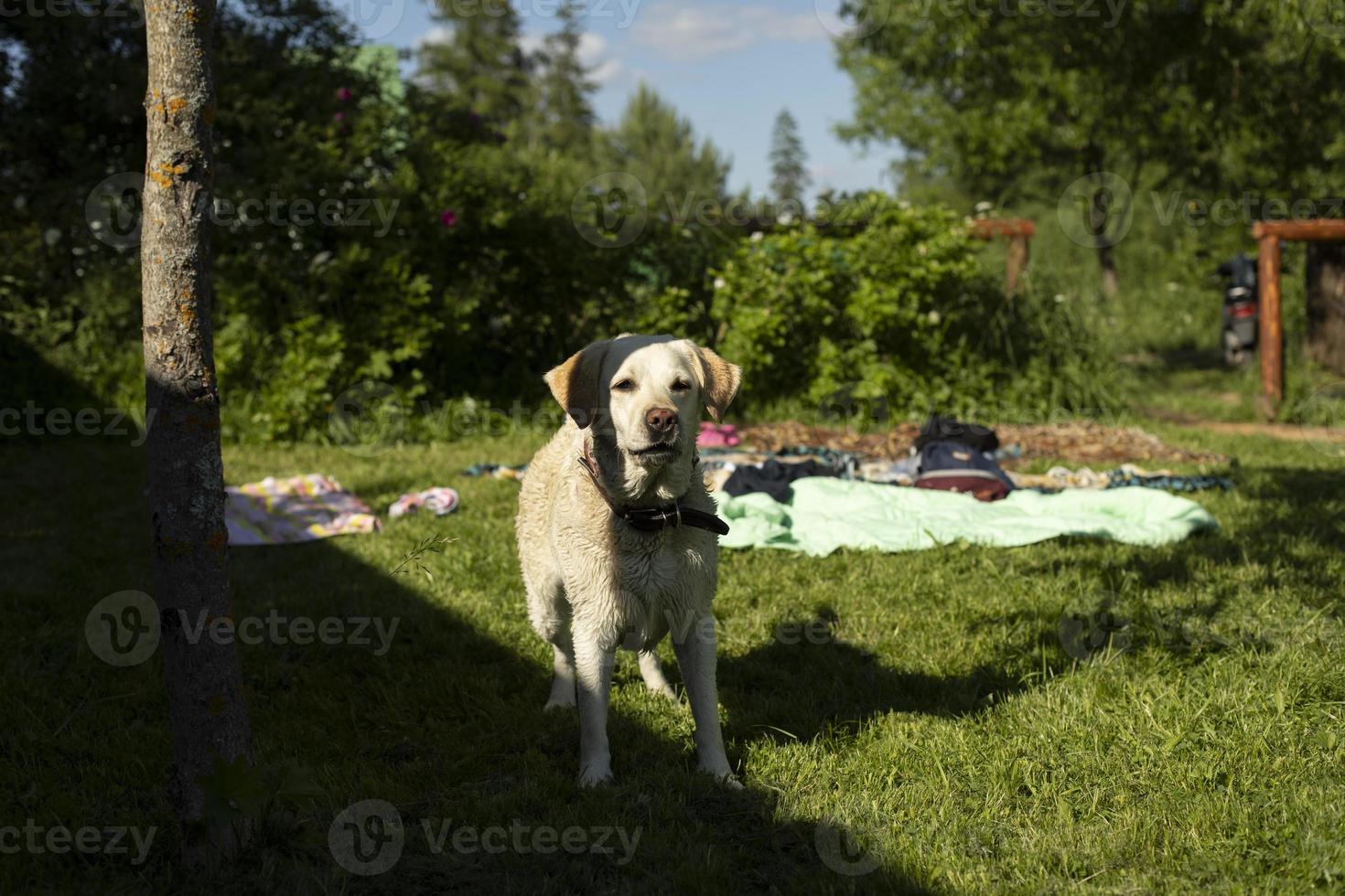 wit labrador in zomer. huisdier Aan wandelen. foto