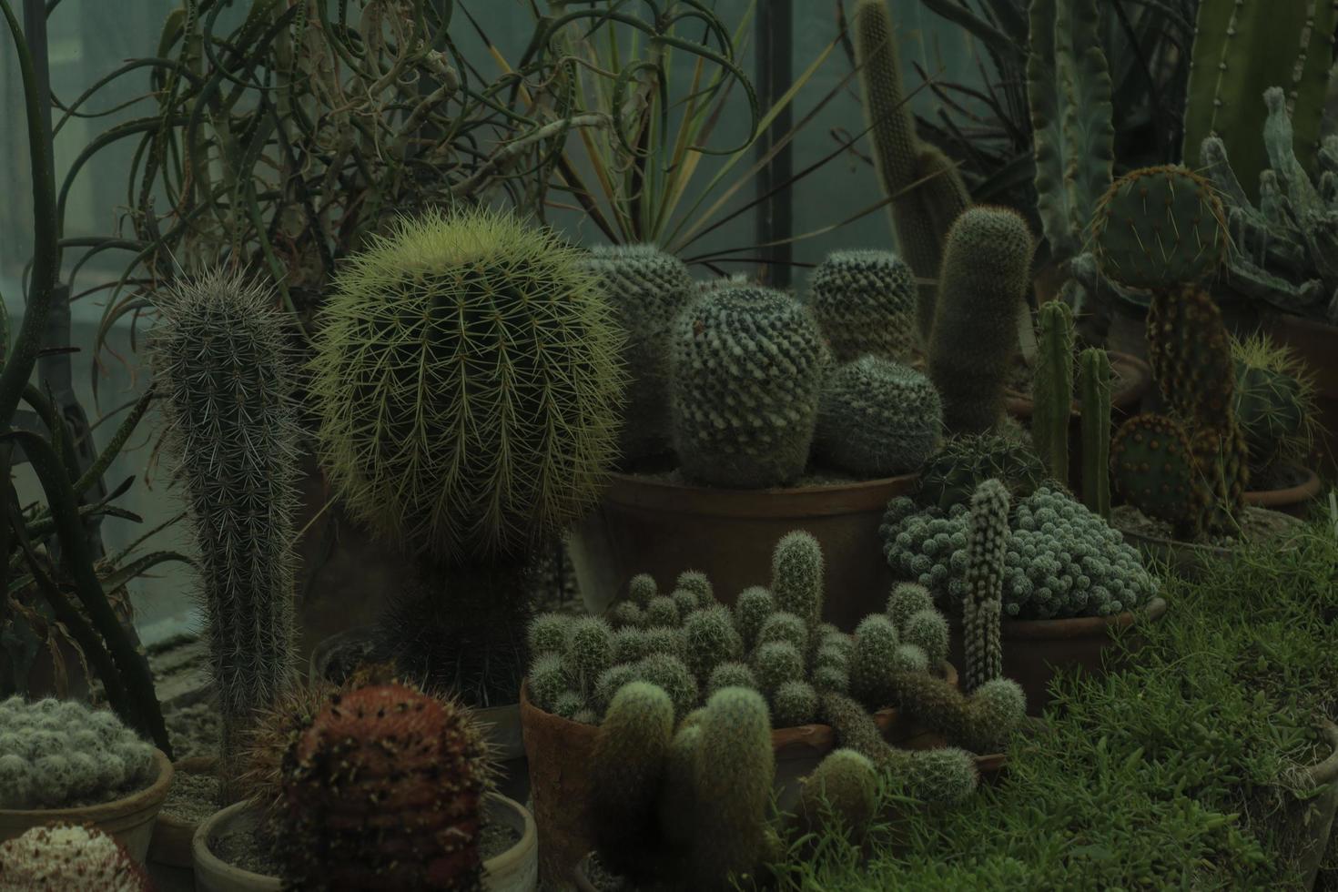 divers cactus soorten gevonden en gebracht samen in een speciaal kamer in de botanisch tuin in cluj napoca foto