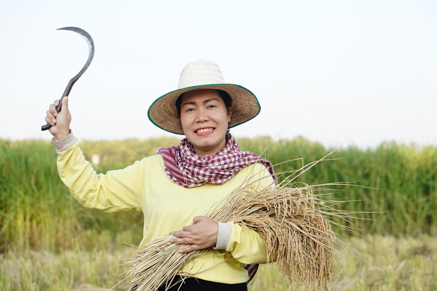 gelukkig Aziatisch vrouw boer slijtage hoed, Thais lendendoek, houdt sikkel naar oogst rijst- planten Bij rijstveld veld. concept, landbouw bezigheid. boer met biologisch rijst. foto