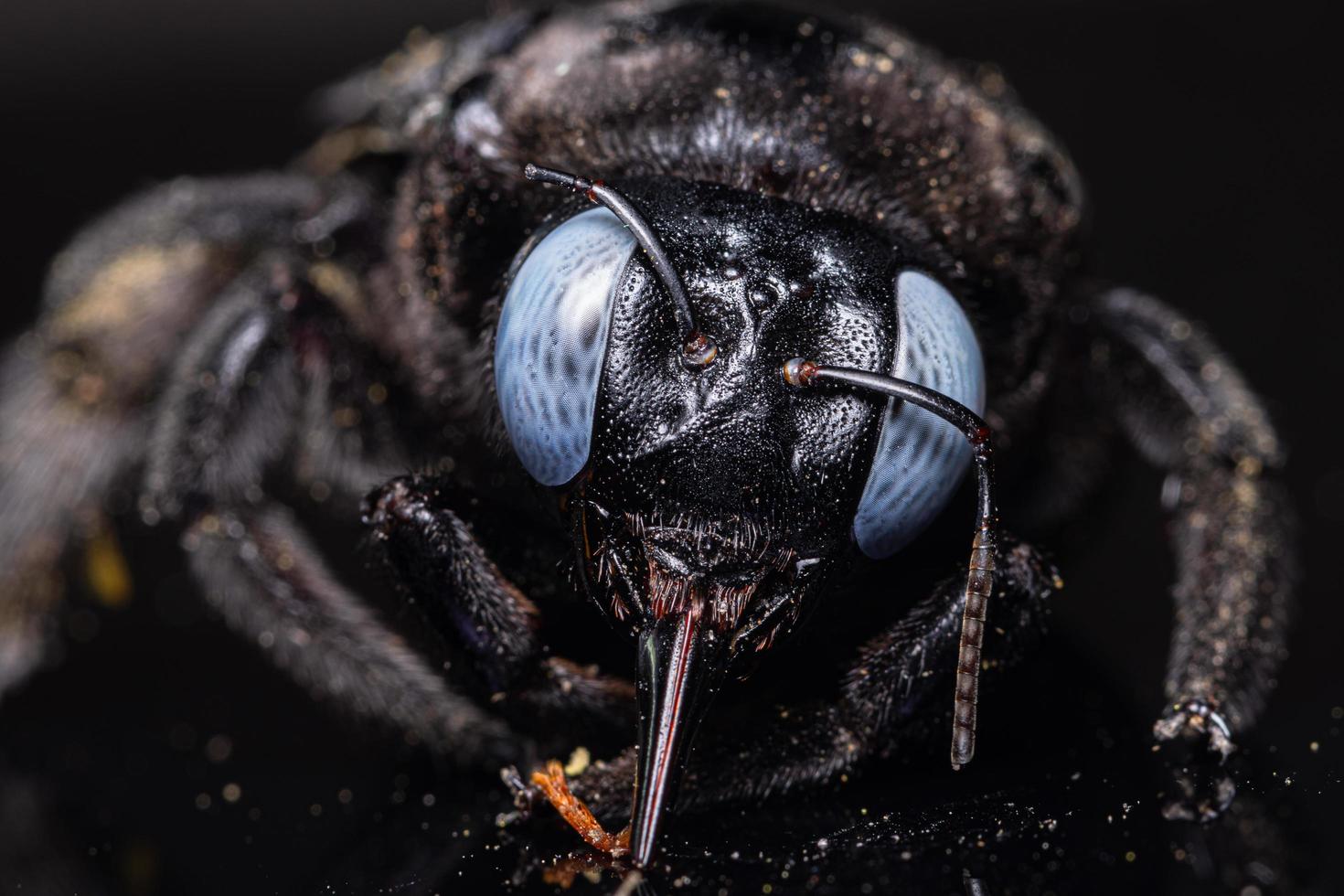 xylocopa latipes op zwarte achtergrond, macro foto