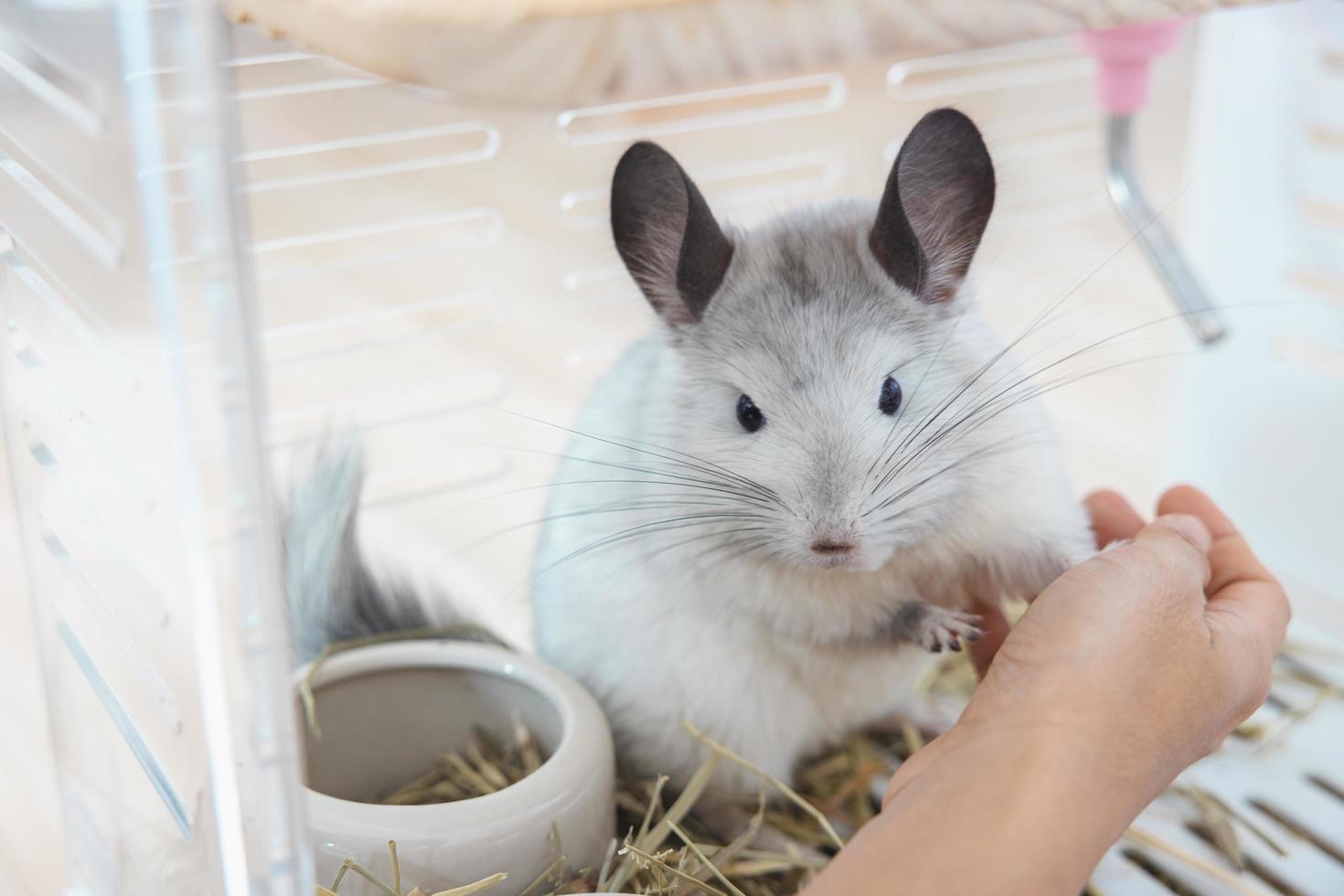 chinchilla schattig huisdier vacht wit haar- pluizig en zwart ogen. detailopname dier knaagdier aanbiddelijk temmen oor grijs op zoek Bij camera. katachtig zoogdieren zijn pluizig en speels. foto