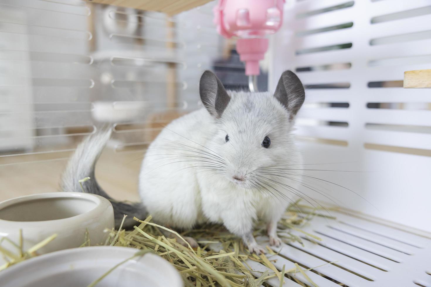 chinchilla schattig huisdier vacht wit haar- pluizig en zwart ogen. detailopname dier knaagdier aanbiddelijk temmen oor grijs op zoek Bij camera. katachtig zoogdieren zijn pluizig en speels. foto