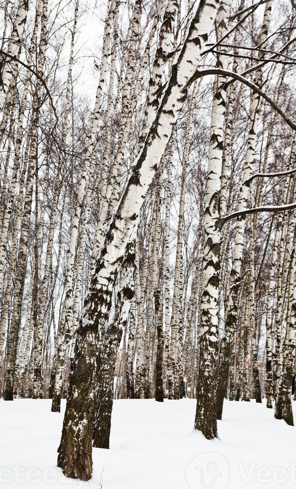 berk bomen in stedelijk park foto