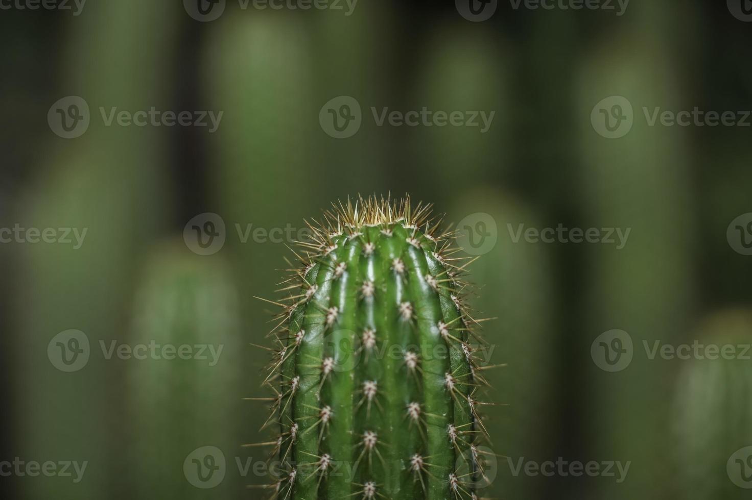 fakkel cactus . frontaal visie . zacht afbeeldingen achter foto