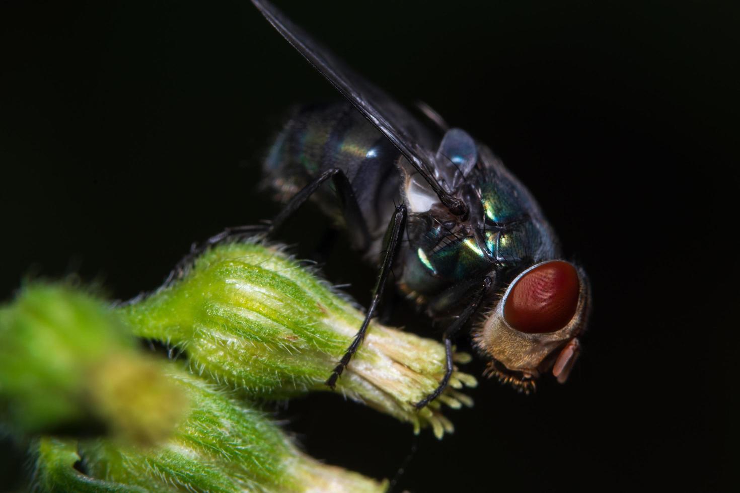 vlieg macro op zwarte achtergrond foto