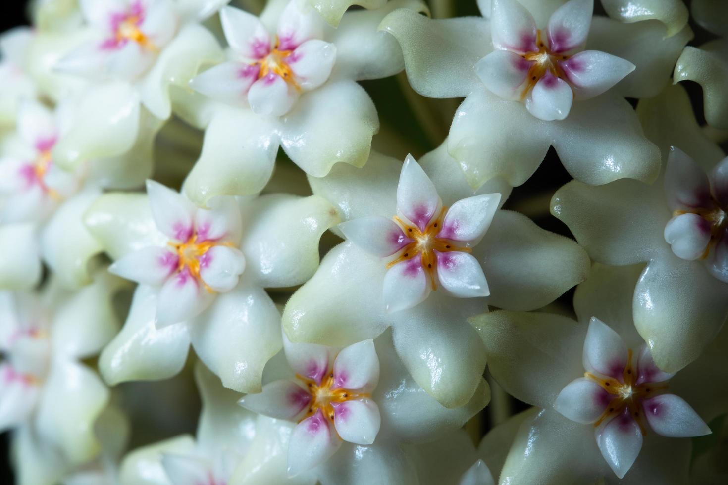 witte hoya bloem macro foto