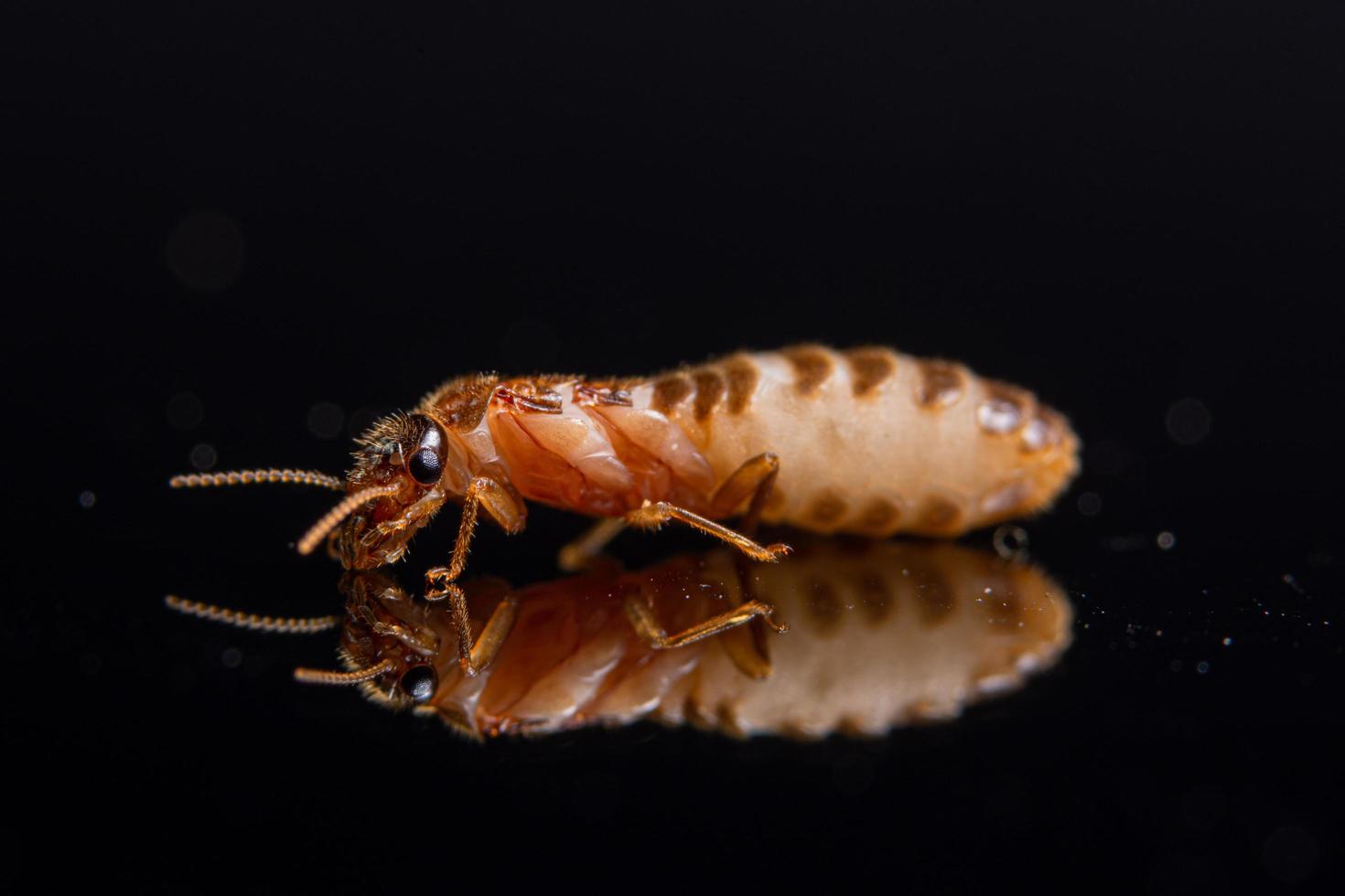 macro termiet op glanzende zwarte achtergrond foto