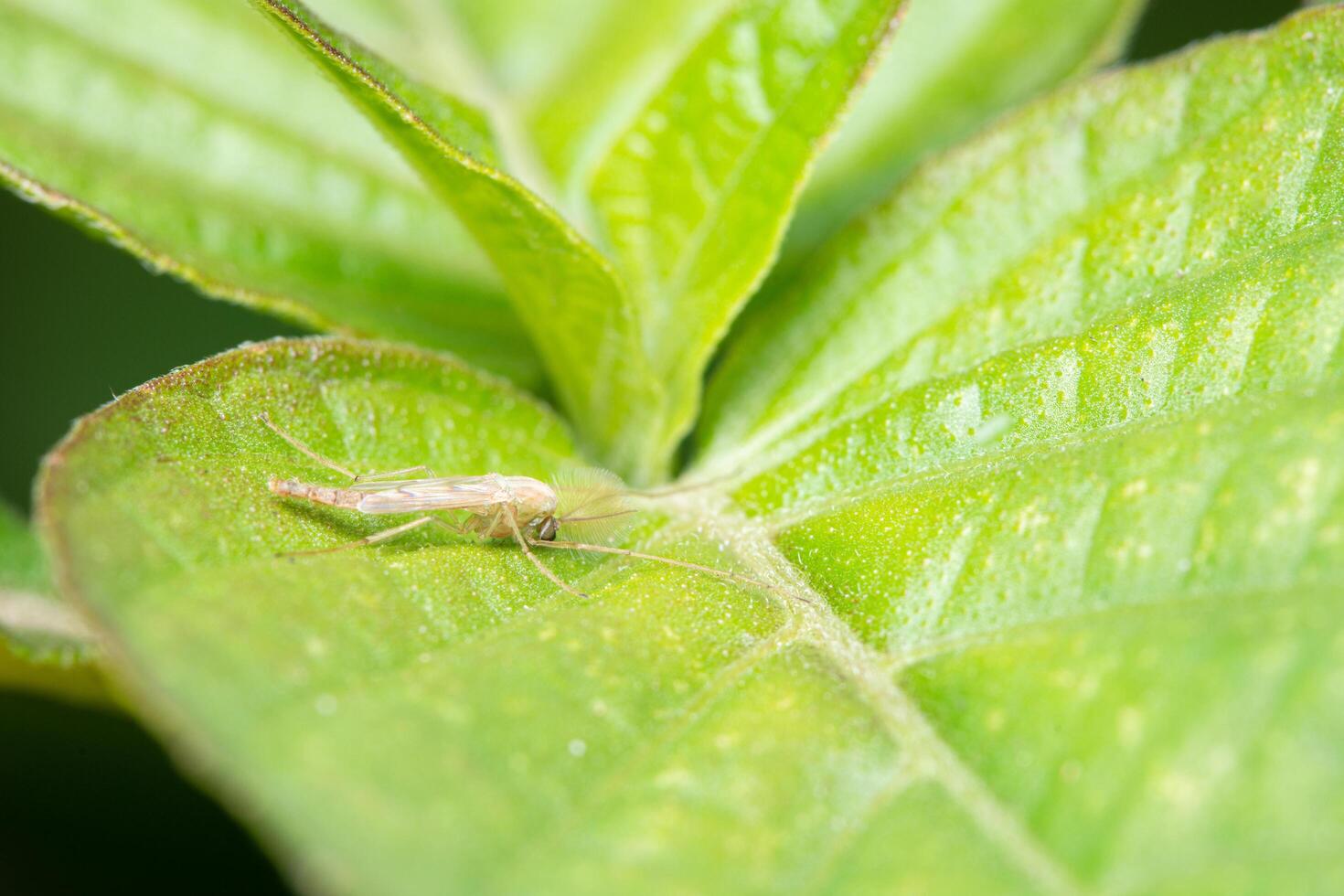 macro insect chironomids in de natuur foto