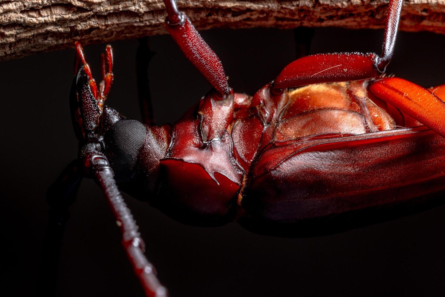 chrysomeloidea op een boom op zwarte achtergrond foto