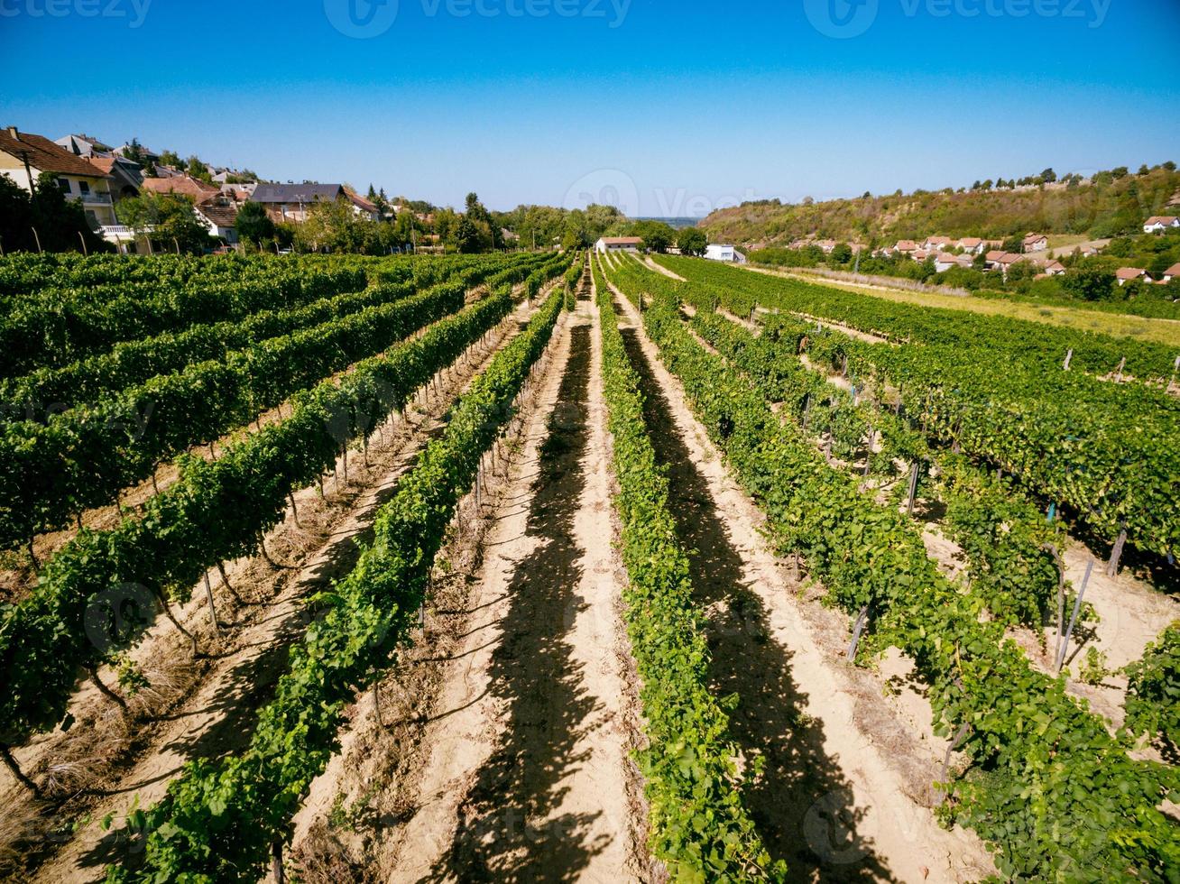 landschap van wijngaard foto