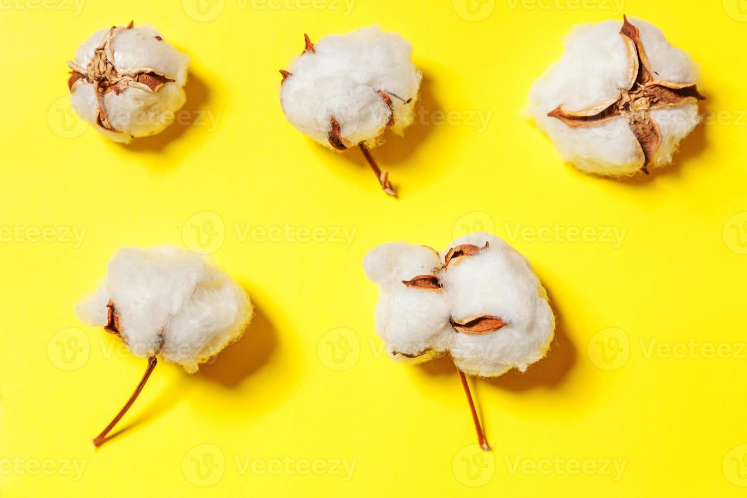 gewoon minimaal ontwerp met witte katoenen bloemen geïsoleerd op gele kleurrijke achtergrond. stof doek zachtheid natuurlijke biologische boerderij allergie concept. foto