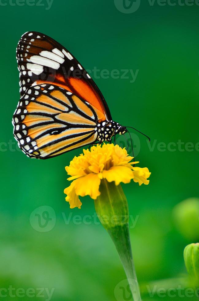 monarchvlinder op gele bloem foto