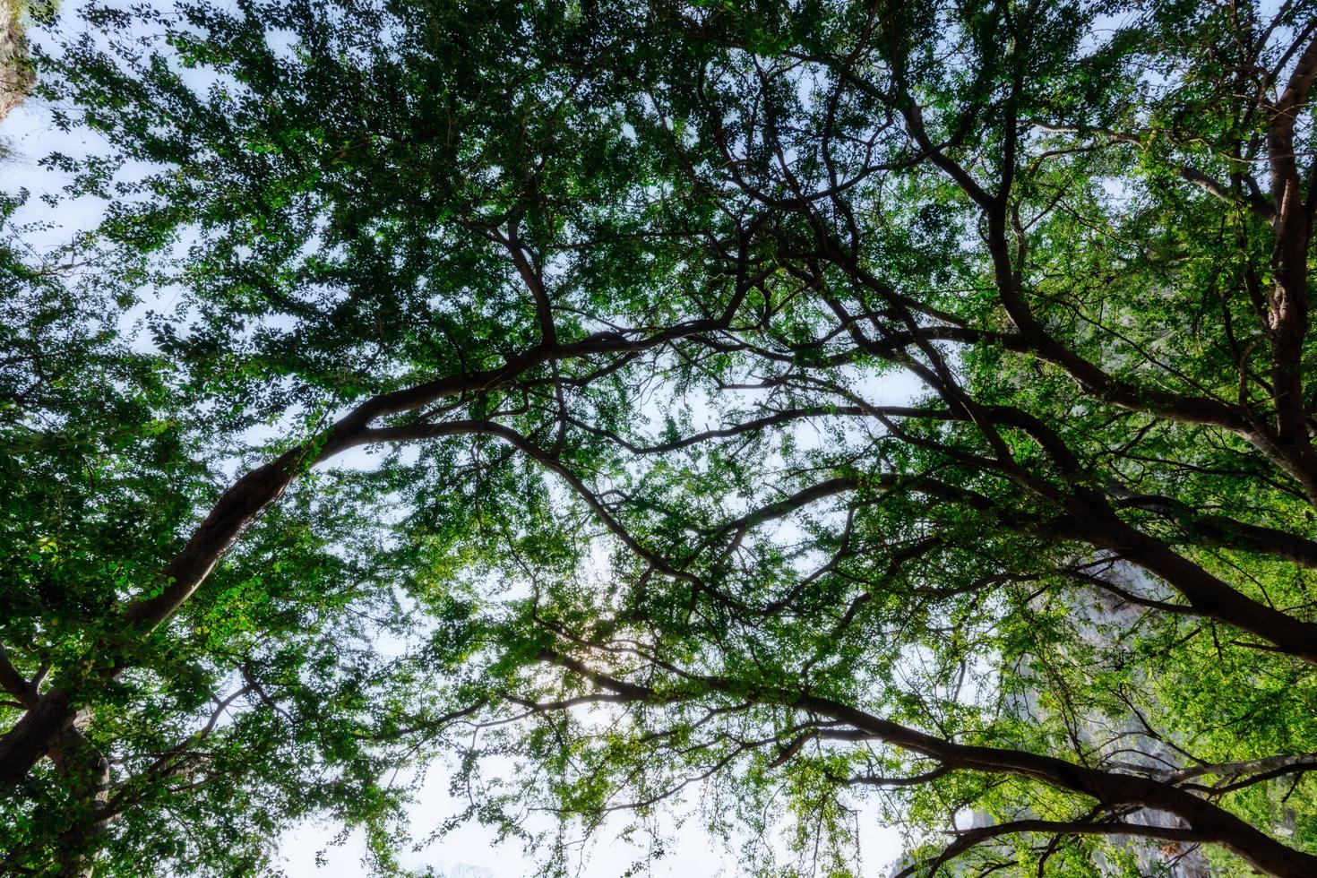 bomen in het bos foto