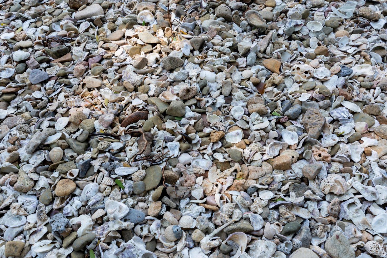 schelpen en kiezelstenen aan de kust foto