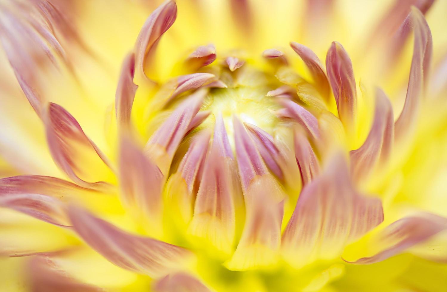 close-up van roze en gele bloem foto