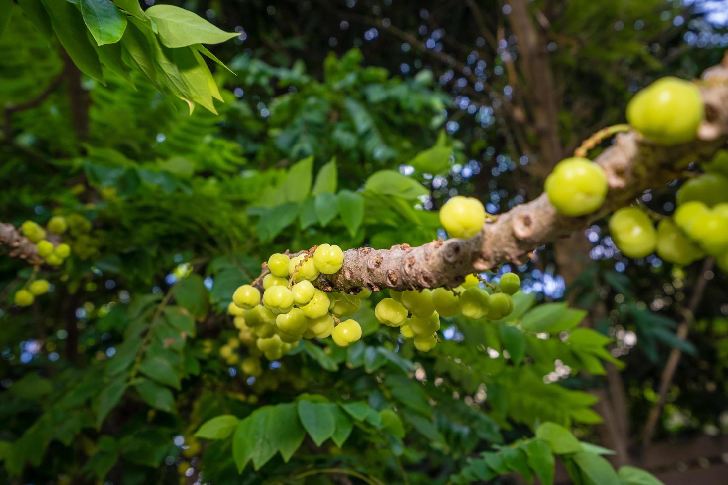 ster kruisbes fruit op een boom foto