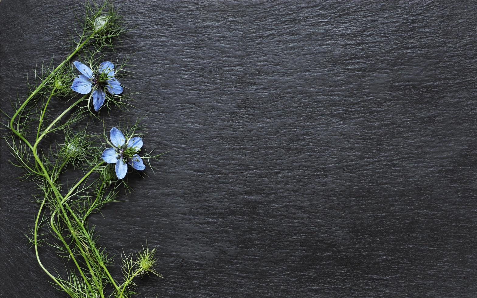 nigella bloemen op leisteen foto