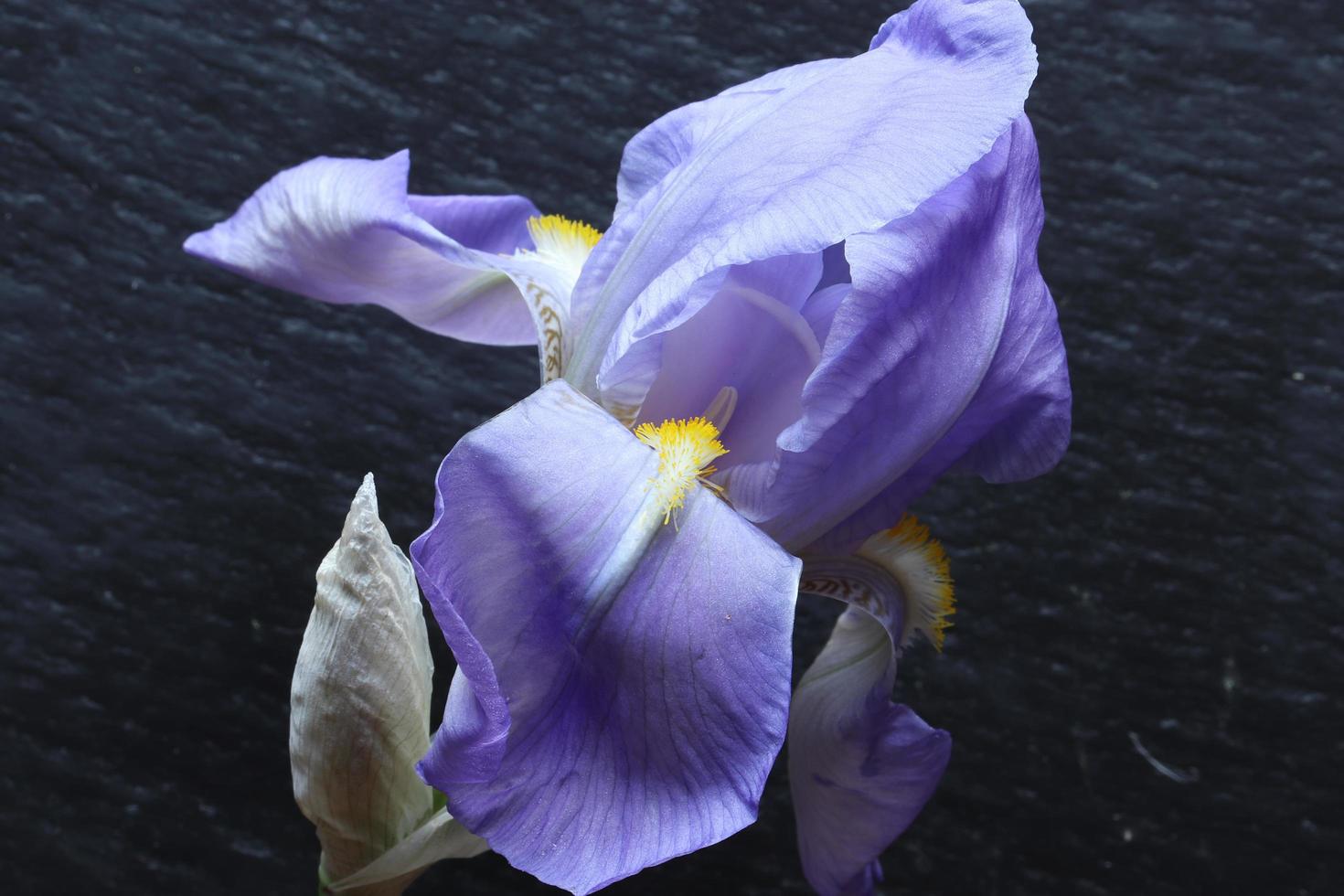 iris bloem en knop foto