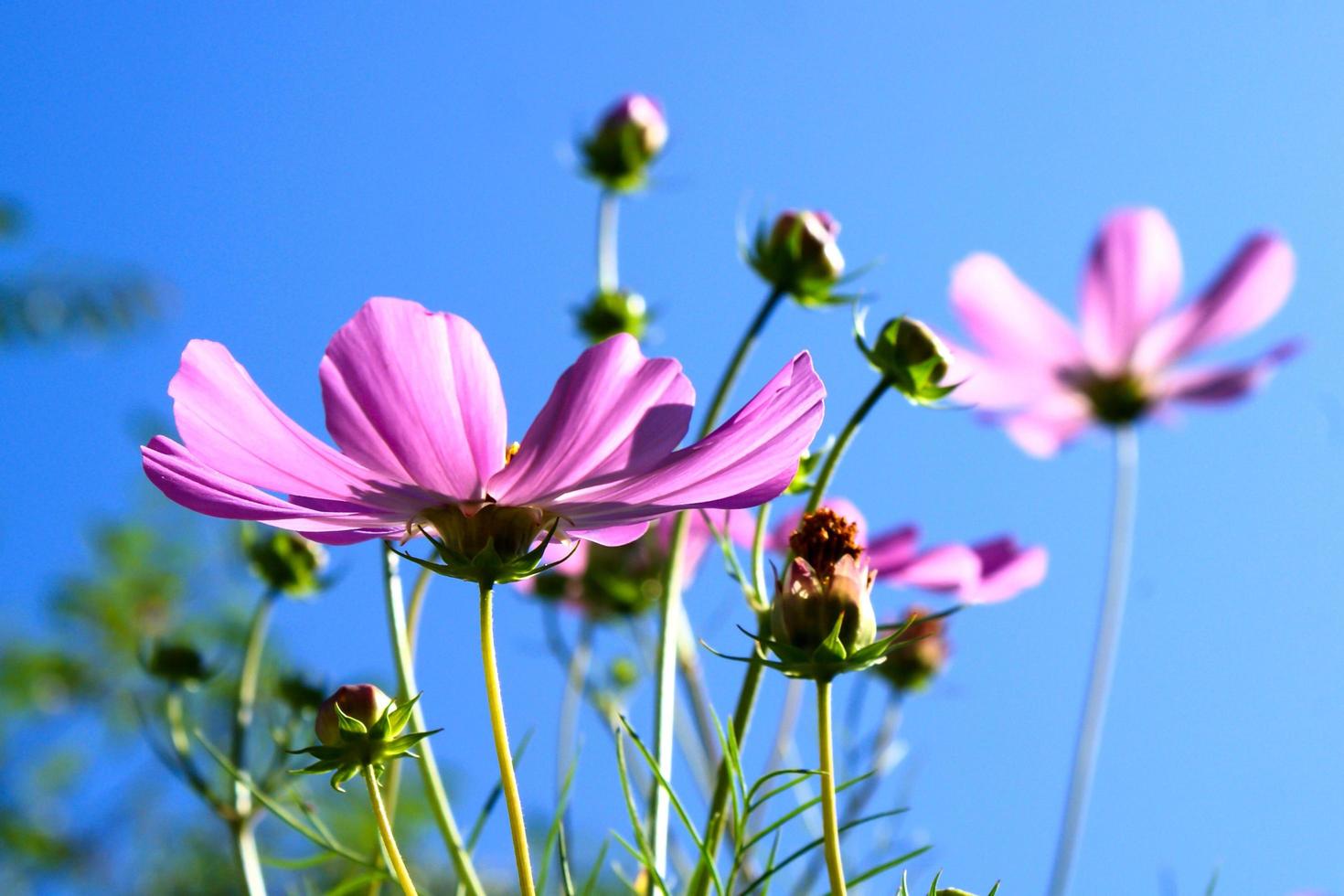 roze Lentebloemen foto