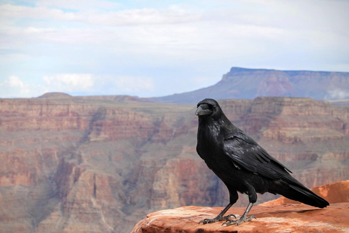 kraai bovenop de Grand Canyon foto