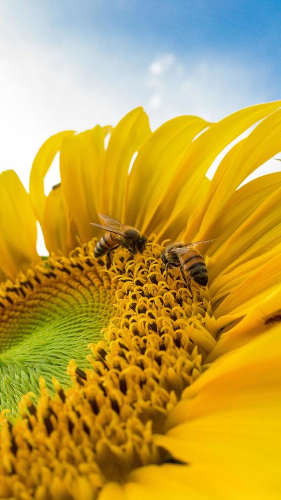 bijen op een zonnebloem foto