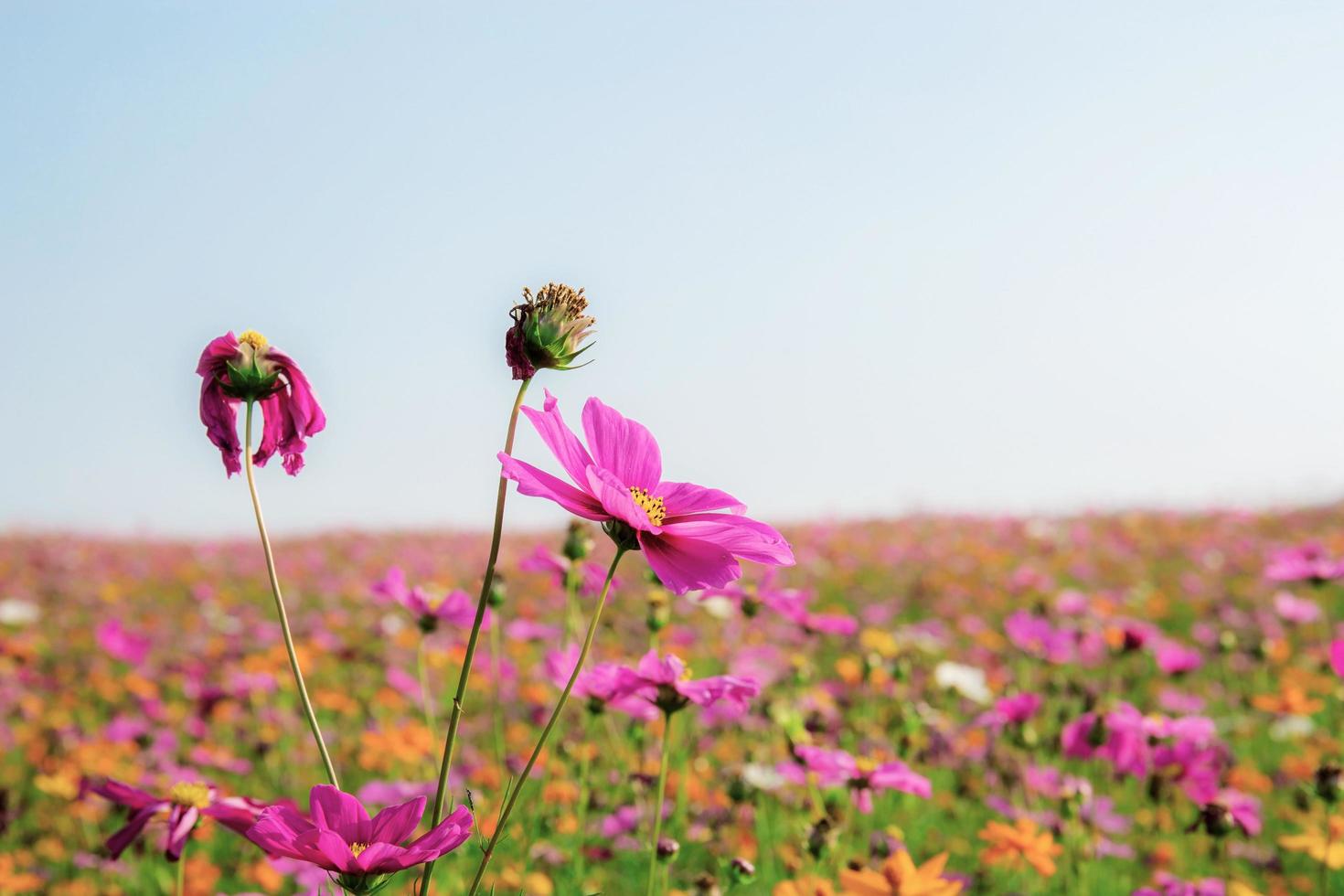 roze kosmosbloem in veld foto