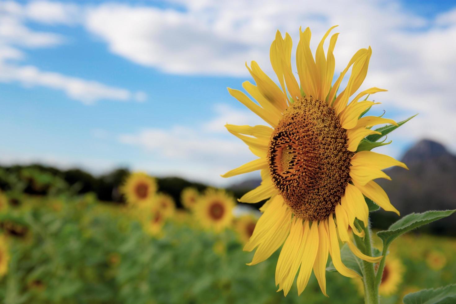 zonnebloem in de zomer foto