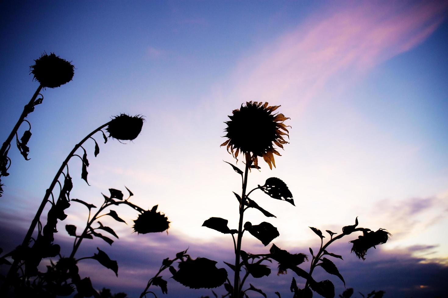 silhouet van zonnebloemen foto