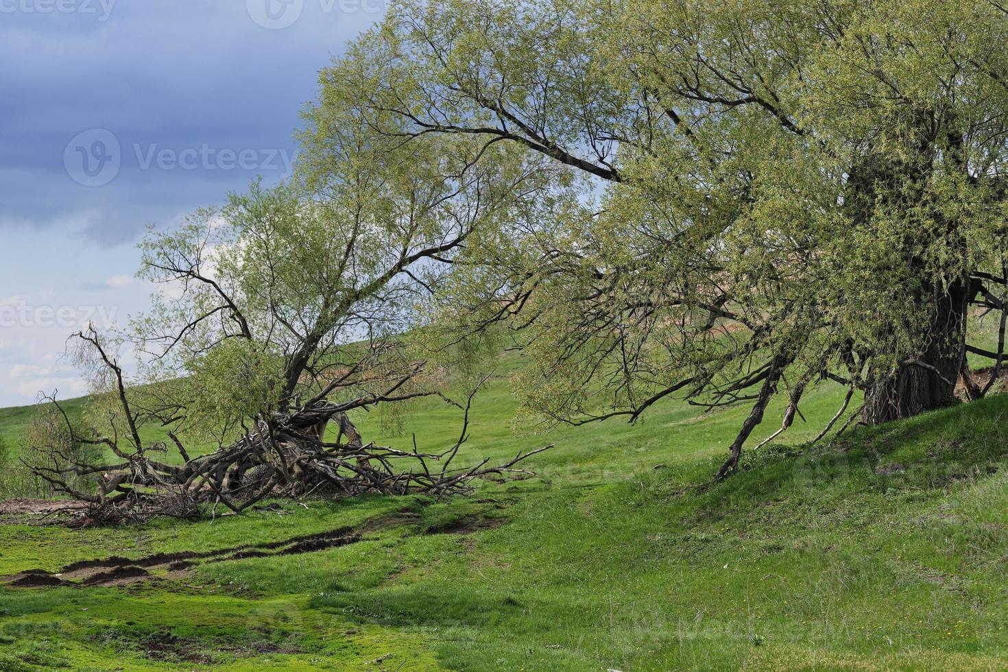 mooi landschap in de land. groen zomer landschap met een eenzaam groot boom foto