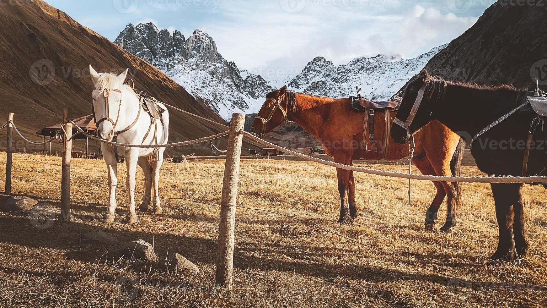 mooi drie paarden wit bruin zwart staan in weide veld- in juta vallei in Kazbegi nationaal park met dramatisch berg pieken achtergrond. wandeltocht juta vallei panorama foto