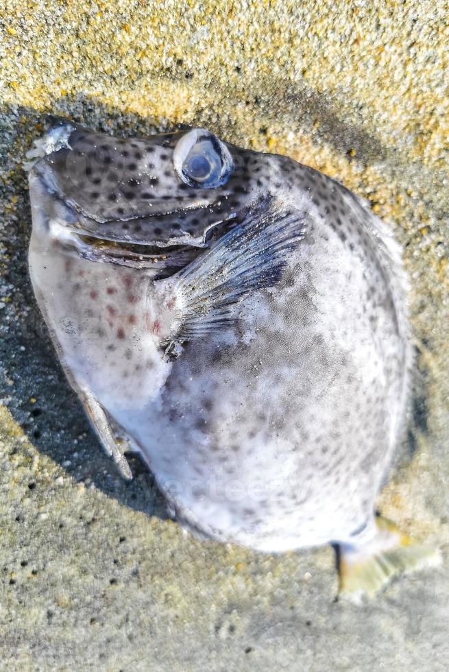 dood vis gewassen omhoog Aan strand aan het liegen Aan zand Mexico. foto