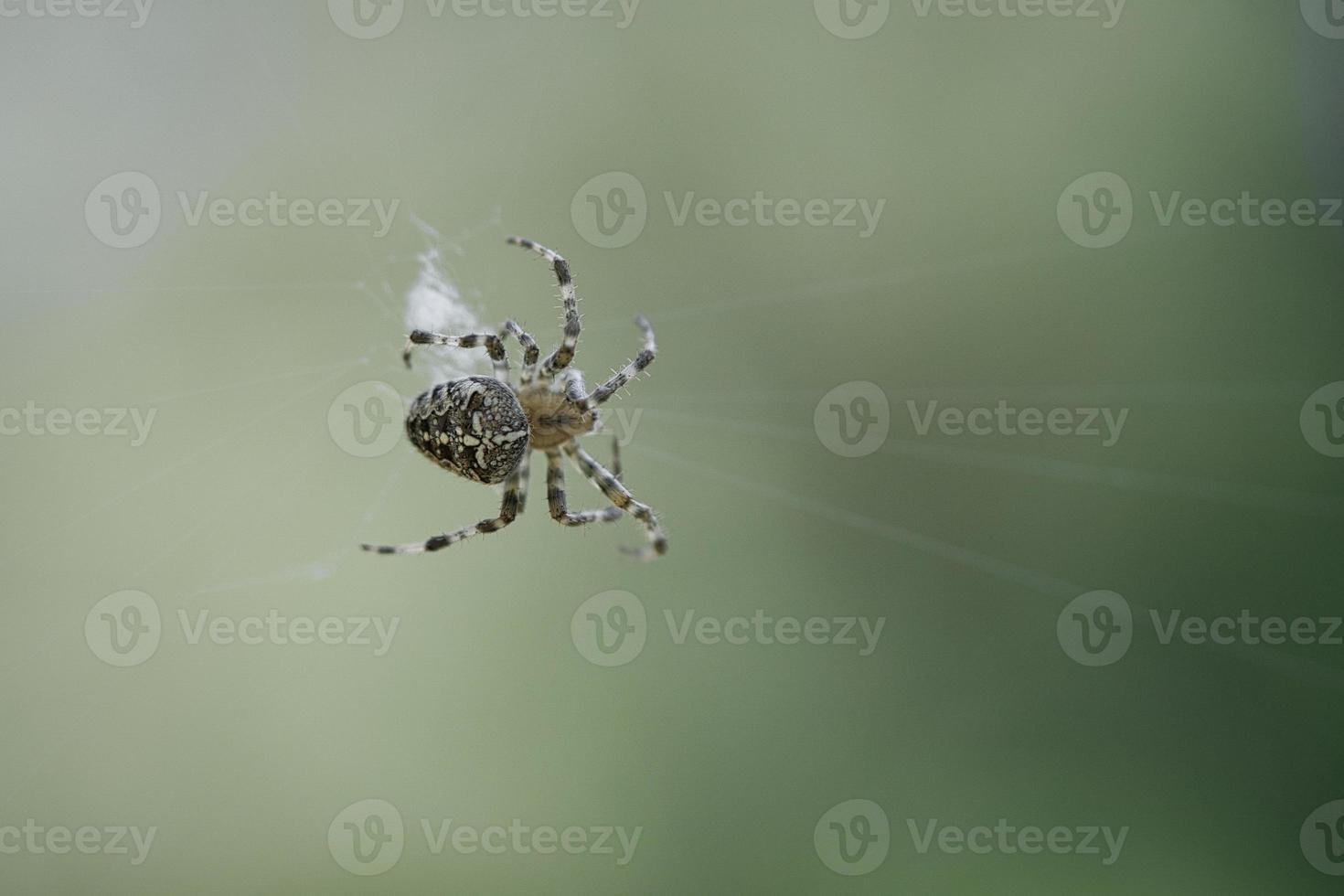 kruis spin in een spin web, op de loer voor prooi. wazig achtergrond foto