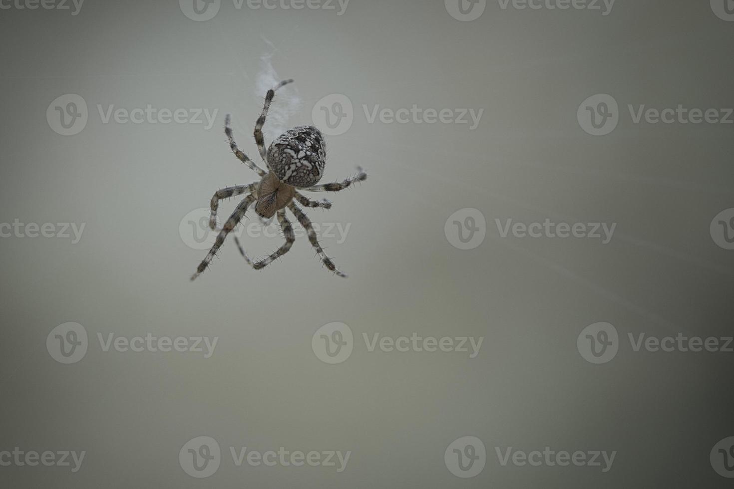kruis spin kruipen Aan een spin draad. halloween schrik. een nuttig jager tussen foto