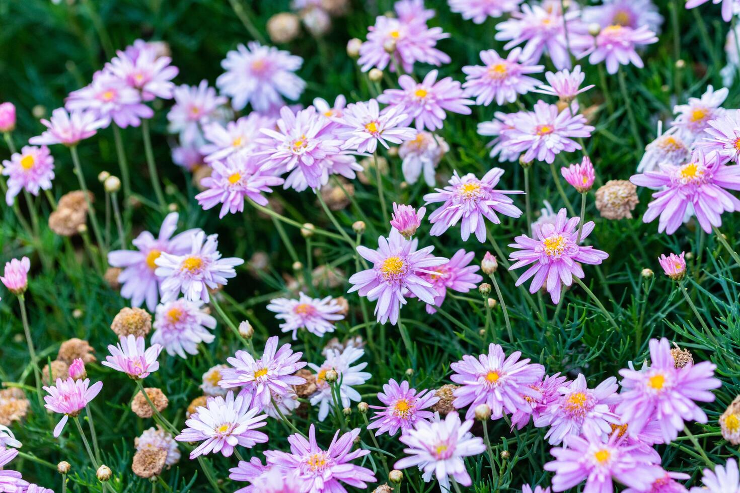 achtergrond van bloemen foto