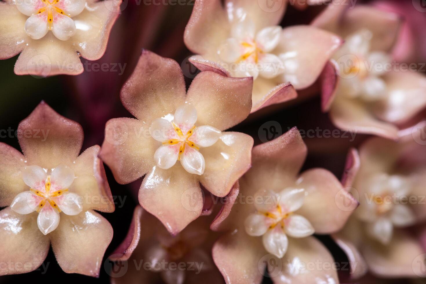 roze hoya bloem, macro foto