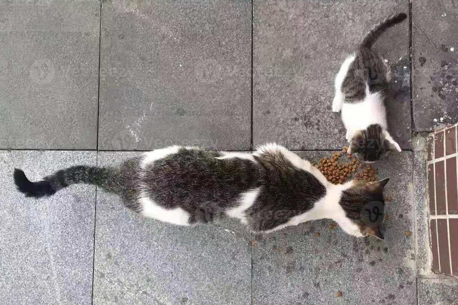 verdwaald moeder kat en katje zijn aan het eten voedsel. grijs katten. foto