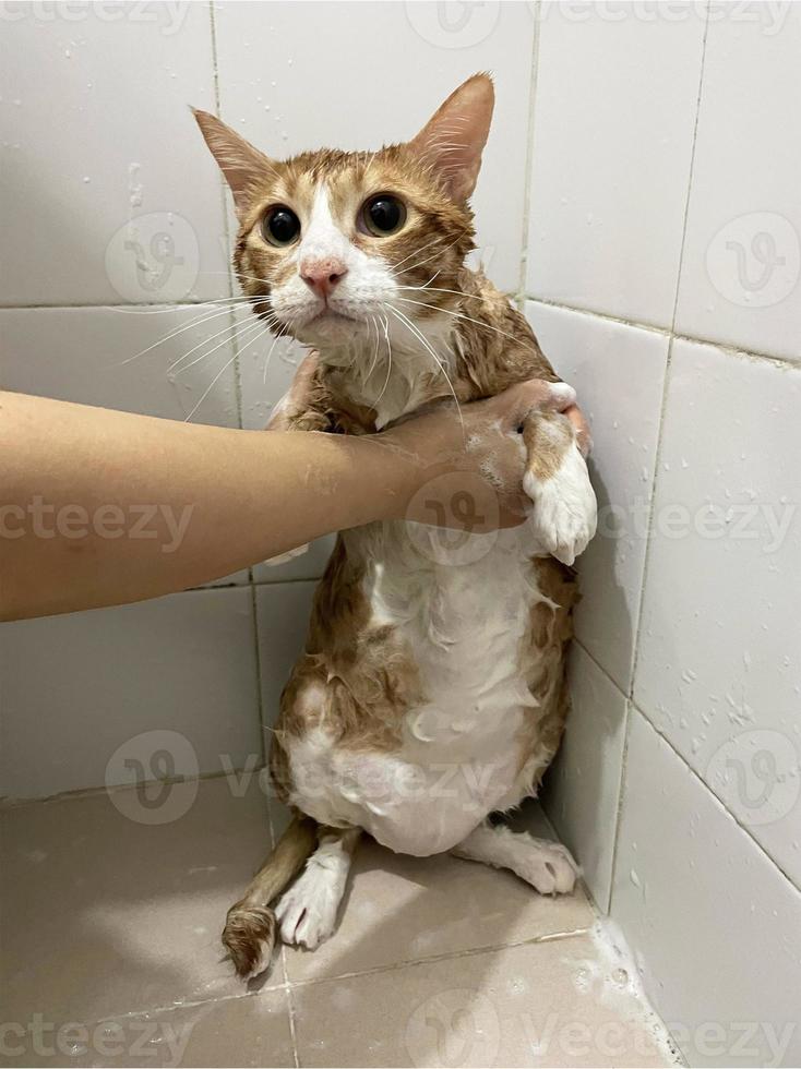 oranje gestreept kat in badkamer. het baden werkwijze, gieten water, bang nat kat, hygiëne procedures. mooi zo ochtend- concept. huisdier zorg en bad. nat kat. meisje wast kat in de bad. nat katje. foto