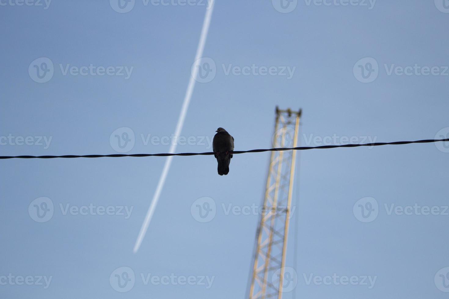 vogel Aan draad. een vogel. silhouet tegen lucht. foto