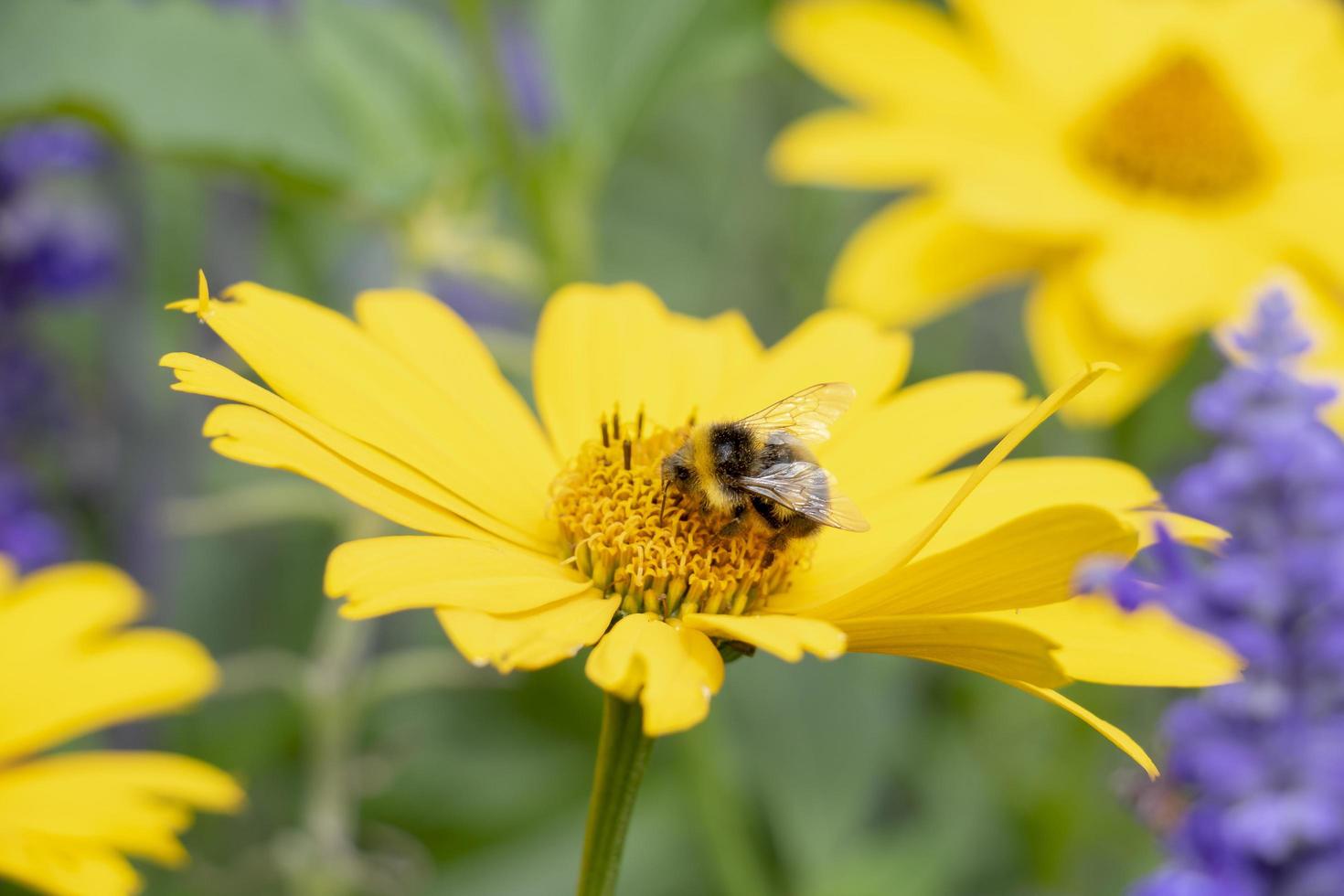 bij op een bloem foto