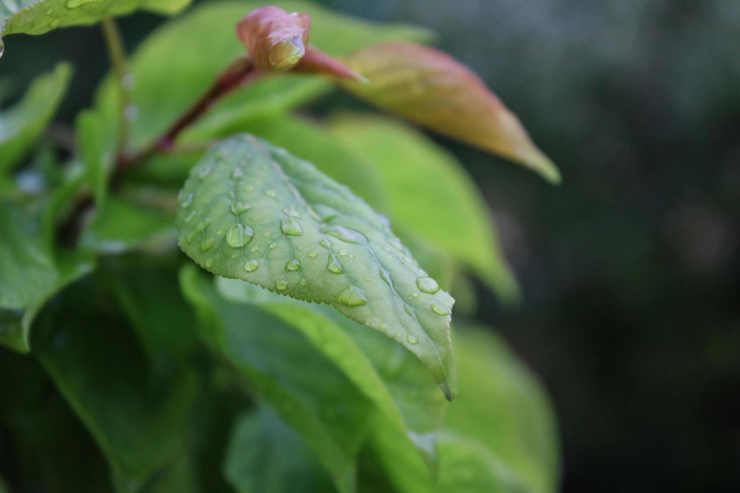 close-up van een blad met regendruppels foto