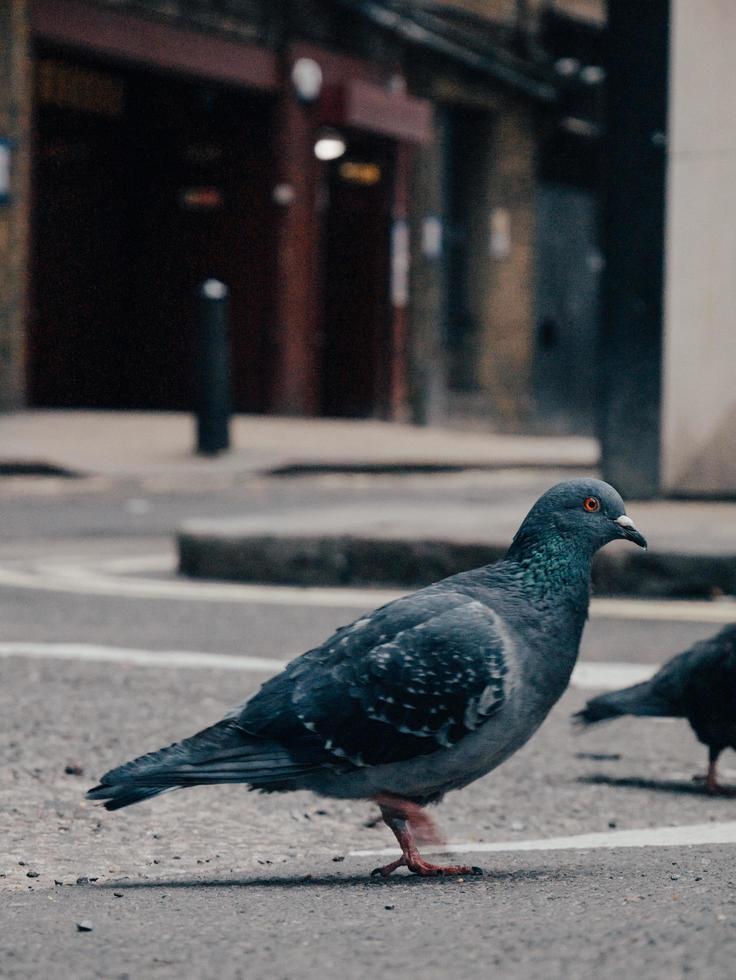 rotsduif op straat foto