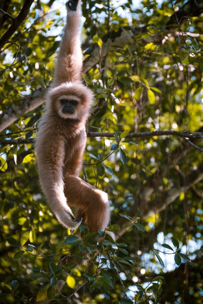 aap die aan een boom hangt foto