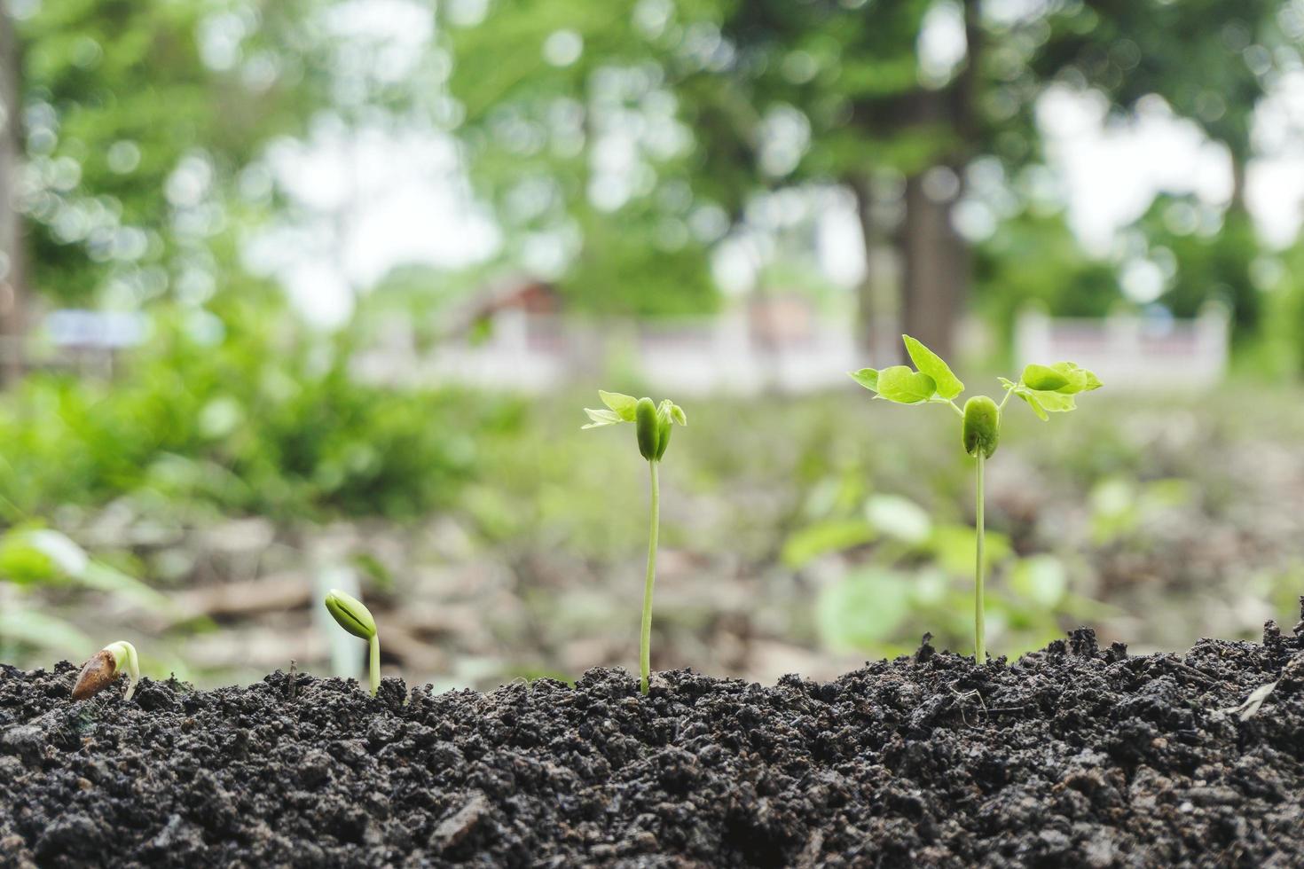 planten die uit de grond ontspruiten foto