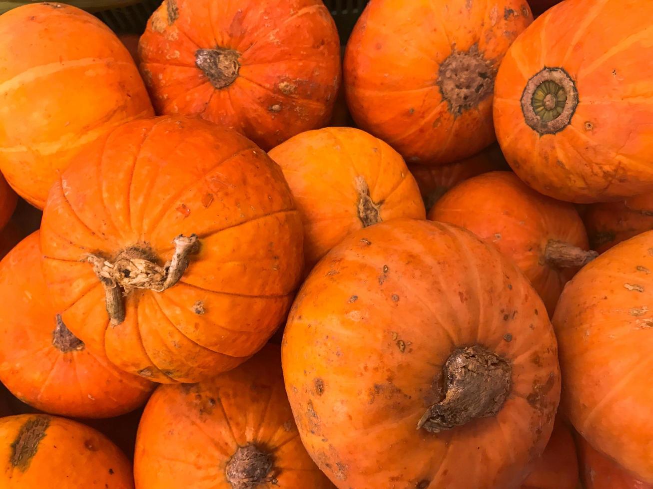 structuur van mooi oranje geel ronde heerlijk pompoenen, groenten voor halloween met staarten. de achtergrond foto