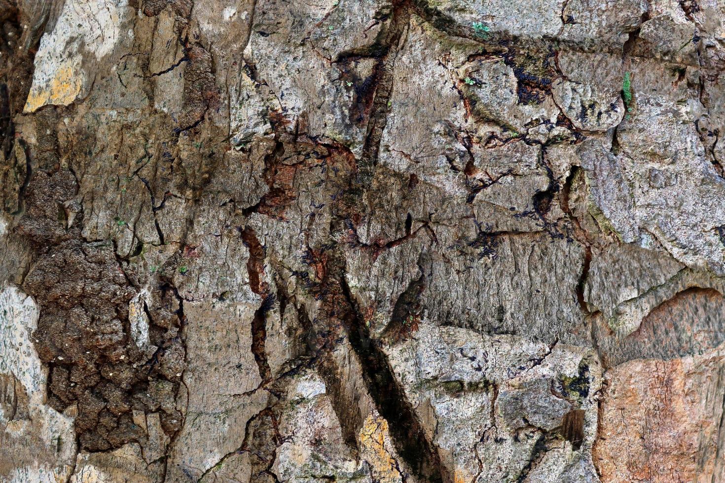 close-up op zeer gedetailleerde boomschors textuur in hoge resolutie. foto