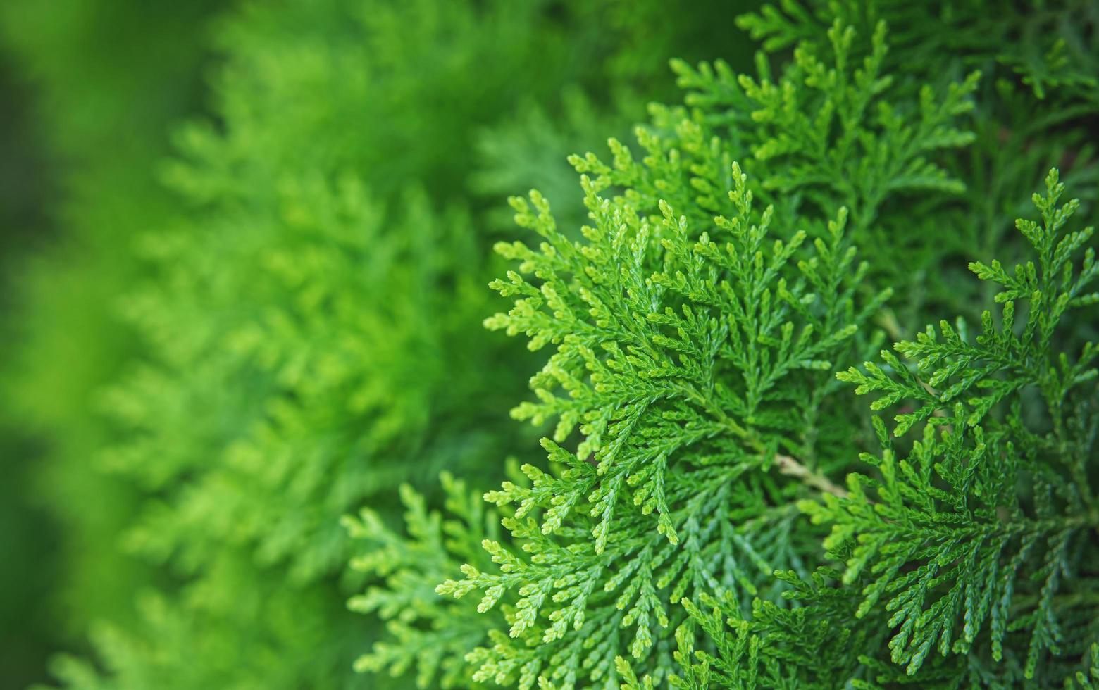 Kerstmis natuur achtergrond, natuurlijk groen planten landschap, ecologie, vers. detailopname van groen pijnboom of jeneverbes boom in de tuin, groen artwork inhoud foto