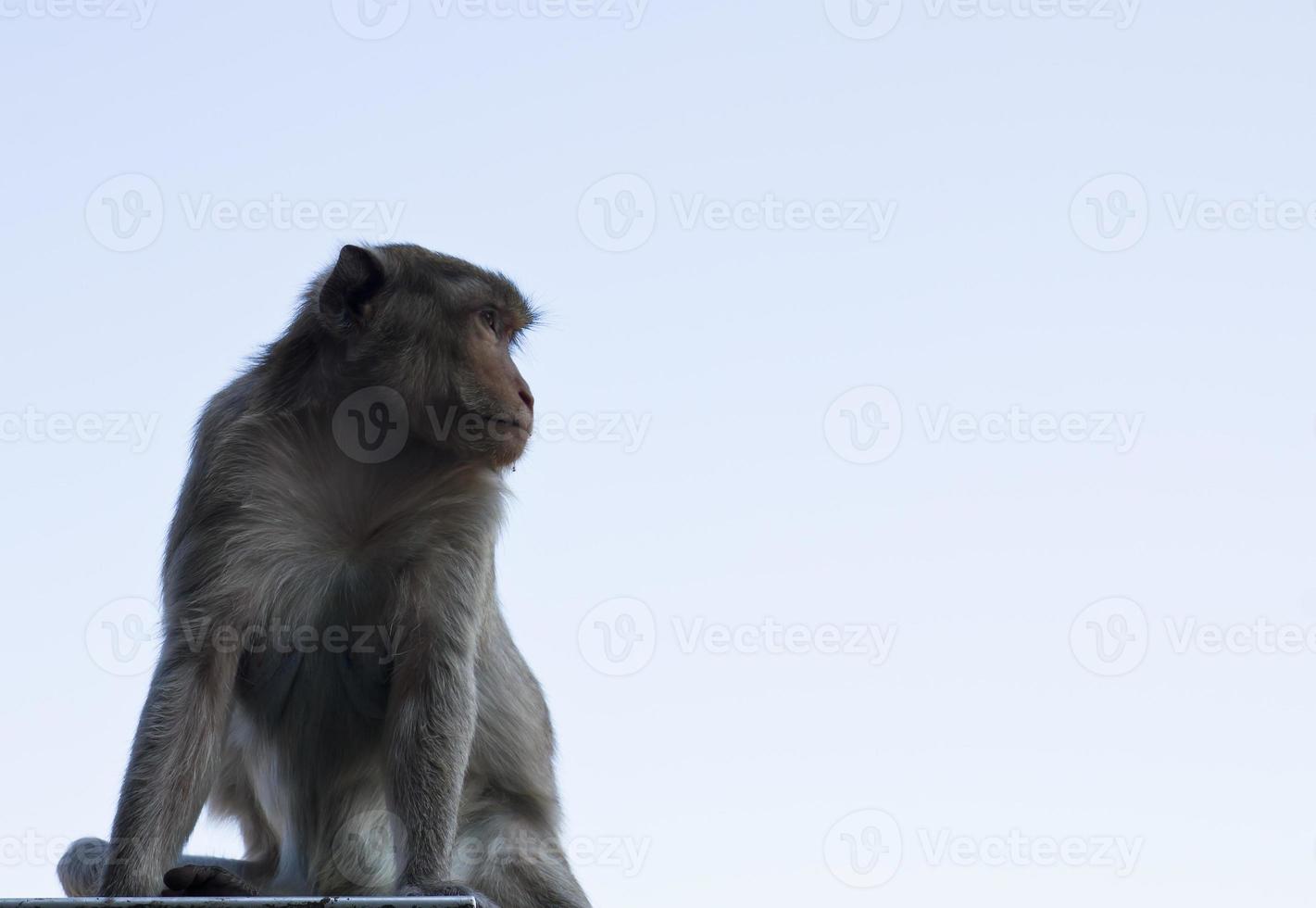 makaak aap middel lucht foto