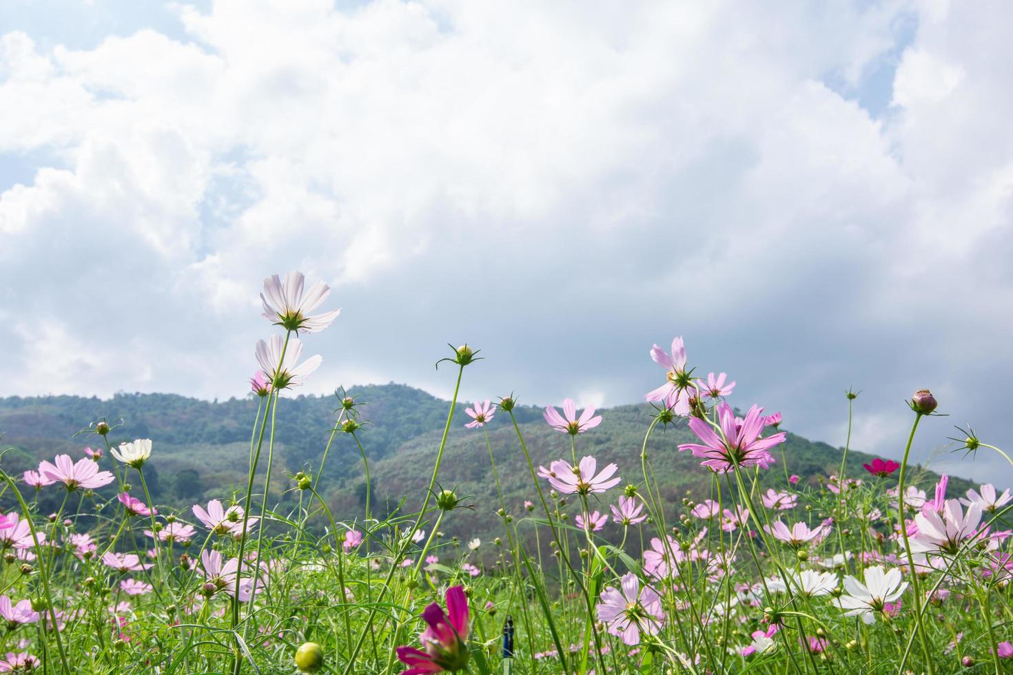 bloemenveld in de zomer foto