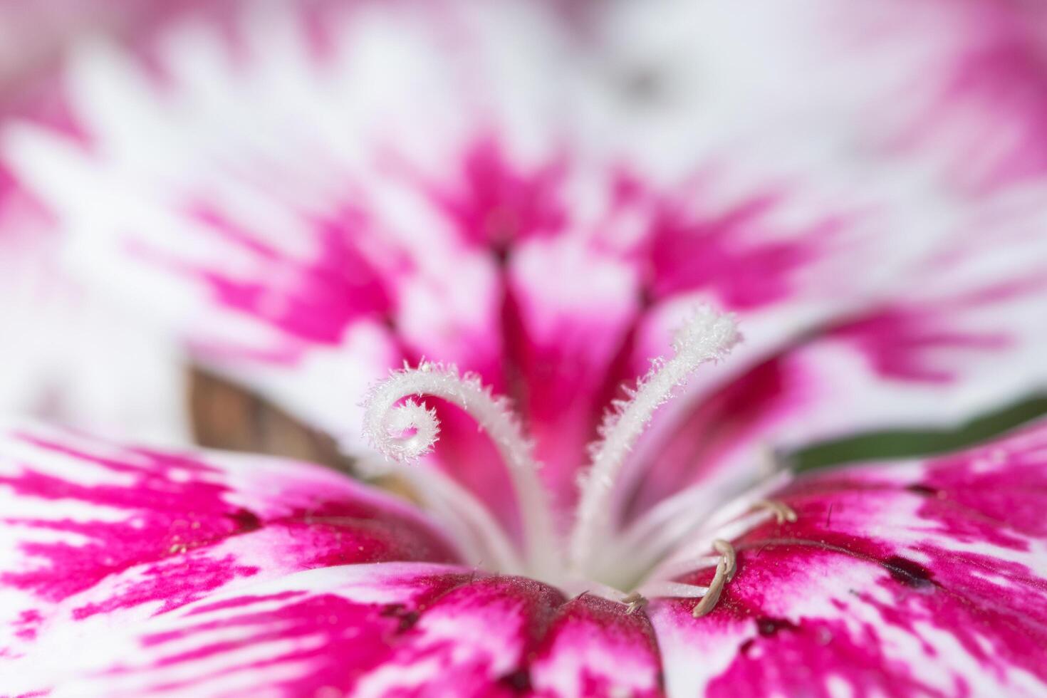 kleurrijke dianthus bloem macro foto